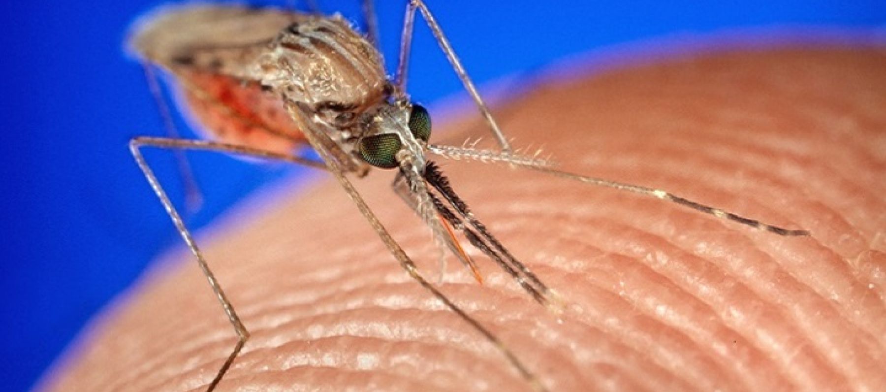 water storage drums are a breeding site for Mosquitoes